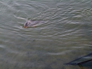 Fisch
