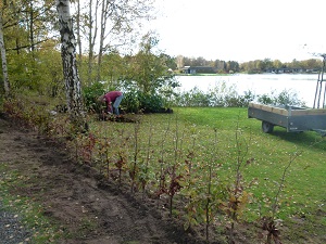de heg geplant bij chalet 236