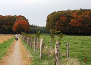 fietsen in de mooie herfstnatuur