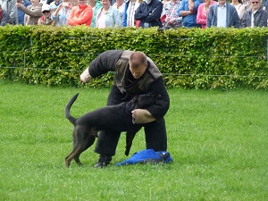 Politiehondenshow in Hoge Hexel