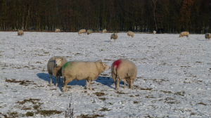 schapen in de sneeuw bij de Tolplas