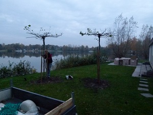 Vastzetten van de platanen