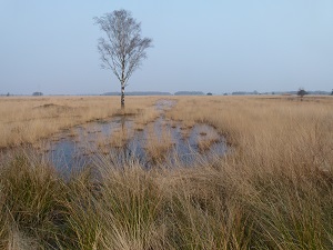 Wierdense Veld